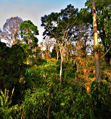 Plantação de cacau